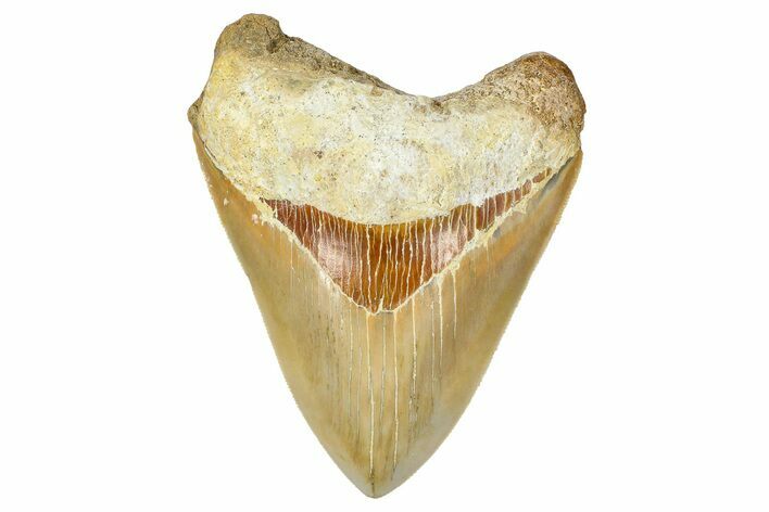 Serrated, Fossil Megalodon Tooth From Morocco - Rare Location #365170